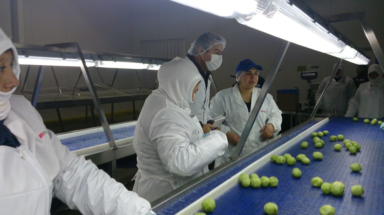 Vista principal de un campo de Greenfoodchile